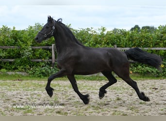 Fries paard, Ruin, 3 Jaar, 162 cm, Zwart