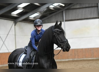 Fries paard, Ruin, 3 Jaar, 162 cm, Zwart