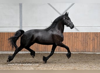 Fries paard, Ruin, 3 Jaar, 162 cm, Zwart