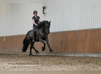 Fries paard, Ruin, 3 Jaar, 163 cm, Zwart