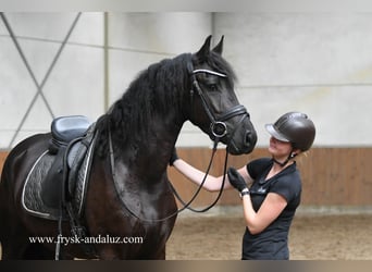 Fries paard, Ruin, 3 Jaar, 163 cm, Zwart