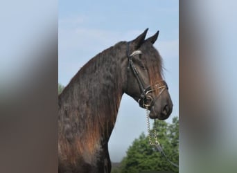 Fries paard, Ruin, 3 Jaar, 163 cm, Zwart