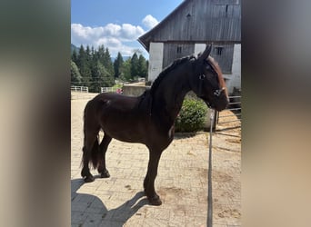 Fries paard, Ruin, 3 Jaar, 163 cm, Zwart
