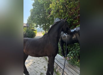 Fries paard, Ruin, 3 Jaar, 163 cm, Zwart