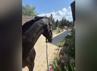 Fries paard, Ruin, 3 Jaar, 163 cm, Zwart