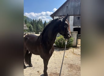 Fries paard, Ruin, 3 Jaar, 163 cm, Zwart