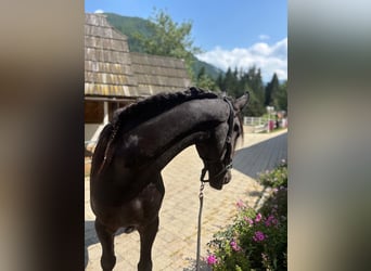 Fries paard, Ruin, 3 Jaar, 163 cm, Zwart