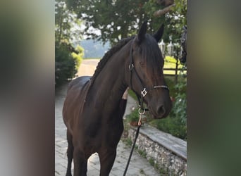 Fries paard, Ruin, 3 Jaar, 163 cm, Zwart