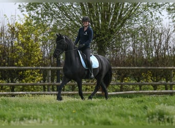 Fries paard, Ruin, 3 Jaar, 164 cm