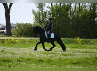 Fries paard, Ruin, 3 Jaar, 164 cm