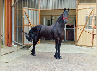Fries paard, Ruin, 3 Jaar, 164 cm, Zwart