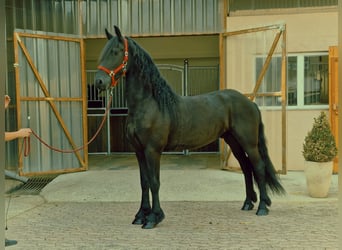 Fries paard, Ruin, 3 Jaar, 164 cm, Zwart