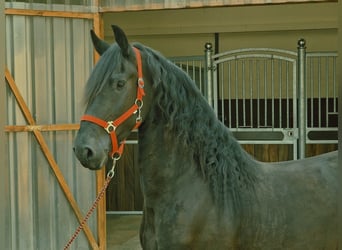 Fries paard, Ruin, 3 Jaar, 164 cm, Zwart