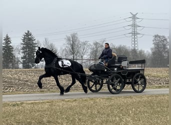 Fries paard, Ruin, 3 Jaar, 165 cm, Zwart