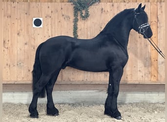 Fries paard, Ruin, 3 Jaar, 165 cm, Zwart