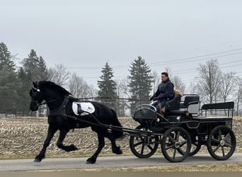 Fries paard, Ruin, 3 Jaar, 165 cm, Zwart