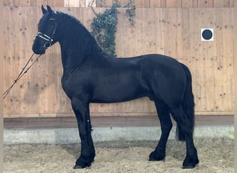 Fries paard, Ruin, 3 Jaar, 165 cm, Zwart