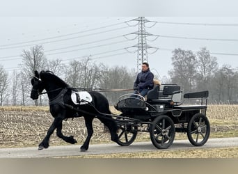 Fries paard, Ruin, 3 Jaar, 165 cm, Zwart