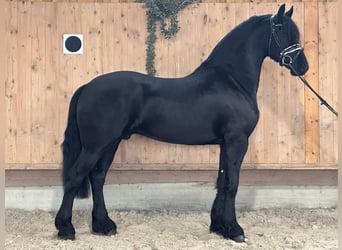 Fries paard, Ruin, 3 Jaar, 165 cm, Zwart