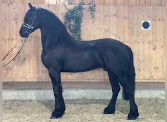 Fries paard, Ruin, 3 Jaar, 165 cm, Zwart