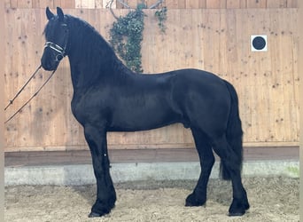 Fries paard, Ruin, 3 Jaar, 165 cm, Zwart