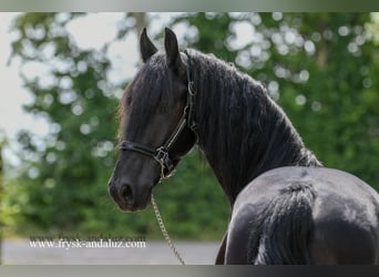 Fries paard, Ruin, 3 Jaar, 165 cm, Zwart