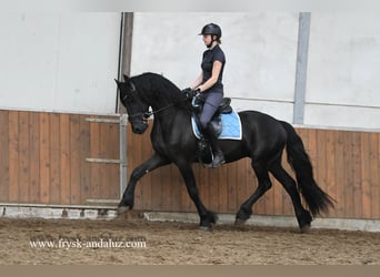 Fries paard, Ruin, 3 Jaar, 165 cm, Zwart