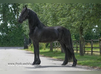Fries paard, Ruin, 3 Jaar, 165 cm, Zwart