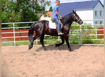 Friesen Mix, Wallach, 3 Jahre, 165 cm, Rappe