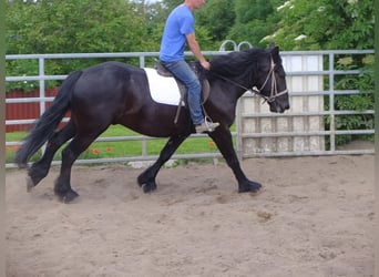 Friesen Mix, Wallach, 3 Jahre, 165 cm, Rappe