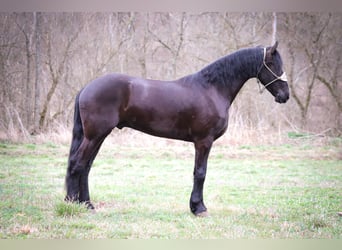 Fries paard, Ruin, 3 Jaar, 165 cm, Zwart