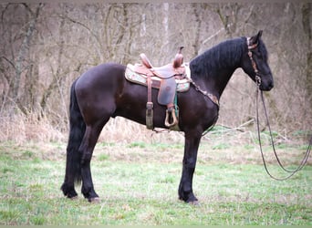 Fries paard, Ruin, 3 Jaar, 165 cm, Zwart
