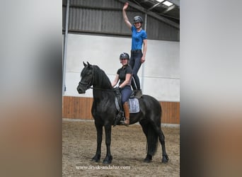 Fries paard, Ruin, 3 Jaar, 166 cm, Zwart