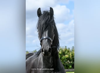 Fries paard, Ruin, 3 Jaar, 166 cm, Zwart