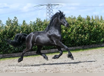 Fries paard, Ruin, 3 Jaar, 166 cm, Zwart