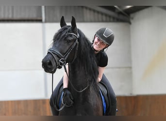 Fries paard, Ruin, 3 Jaar, 166 cm, Zwart