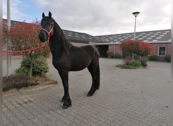 Fries paard, Ruin, 3 Jaar, 166 cm, Zwart