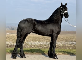 Fries paard, Ruin, 3 Jaar, 167 cm, Zwart