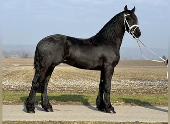 Fries paard, Ruin, 3 Jaar, 167 cm, Zwart