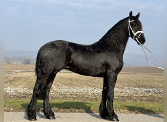 Fries paard, Ruin, 3 Jaar, 167 cm, Zwart