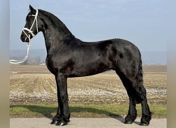 Fries paard, Ruin, 3 Jaar, 167 cm, Zwart