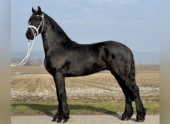 Fries paard, Ruin, 3 Jaar, 167 cm, Zwart