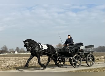 Fries paard, Ruin, 3 Jaar, 167 cm, Zwart