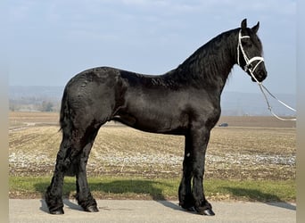 Fries paard, Ruin, 3 Jaar, 167 cm, Zwart