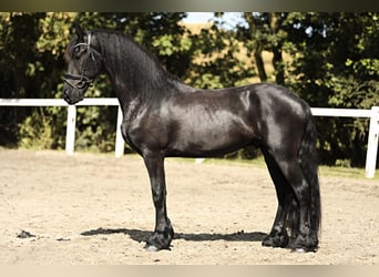 Fries paard, Ruin, 3 Jaar, 167 cm, Zwart