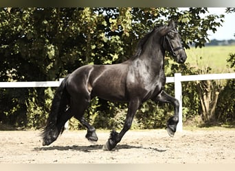 Fries paard, Ruin, 3 Jaar, 167 cm, Zwart