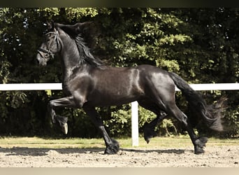 Fries paard, Ruin, 3 Jaar, 167 cm, Zwart