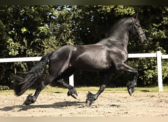 Fries paard, Ruin, 3 Jaar, 167 cm, Zwart