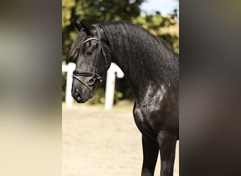 Fries paard, Ruin, 3 Jaar, 167 cm, Zwart