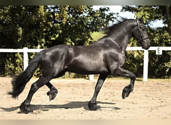 Fries paard, Ruin, 3 Jaar, 167 cm, Zwart